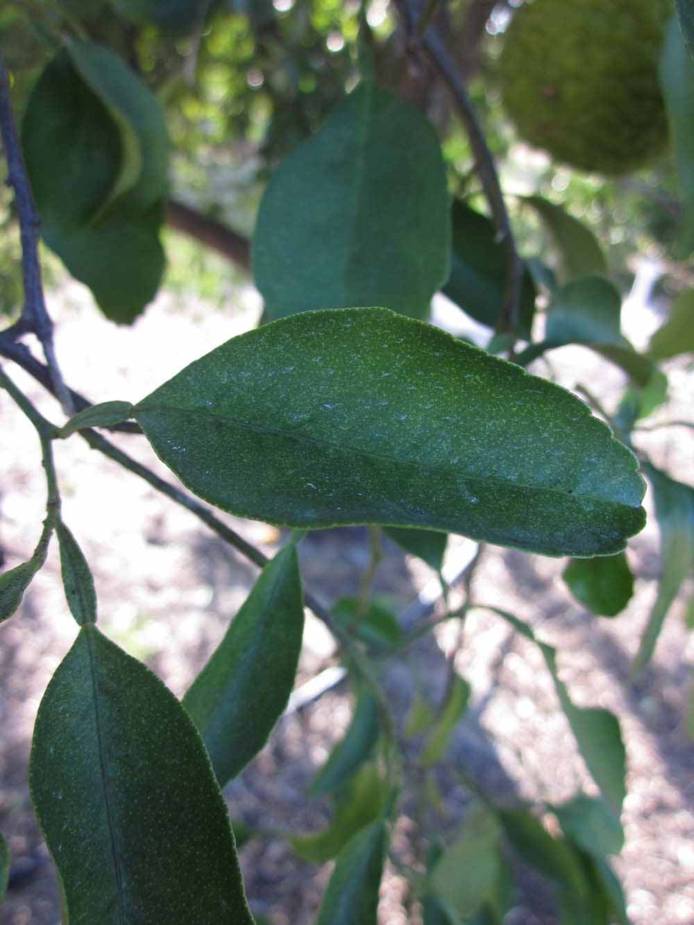              Unifoliolate leaf (Winter Haven, FL)       